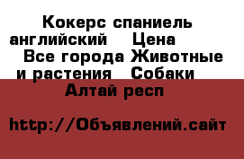 Кокерс спаниель английский  › Цена ­ 4 500 - Все города Животные и растения » Собаки   . Алтай респ.